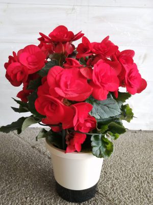 渥美半島2月の花 リーガーズベゴニア 公式 田原道の駅 田原めっくんはうす あかばねロコステーション