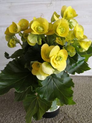 渥美半島2月の花 リーガーズベゴニア 公式 田原道の駅 田原めっくんはうす あかばねロコステーション