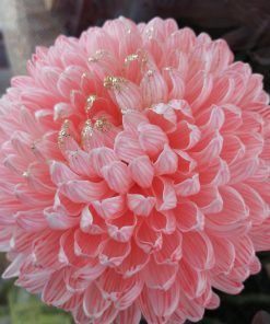 12月~3月限定販売 渥美半島の電照菊 カラーリングマム5本セット - 画像 (4)