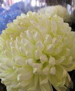 12月~3月限定販売 渥美半島の電照菊 カラーリングマム5本セット - 画像 (5)