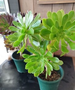 ユニークなかたちの多肉植物　黒法師 5号鉢 - 画像 (3)