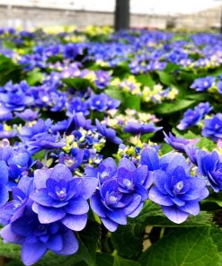 【タハナ～田原の花の定期便】産地直送田原のお花　鉢花・観葉定期便コース - 画像 (7)