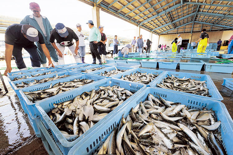 お昼に見学できる魚市場のセリ 迫力満点のセリを間近で体感