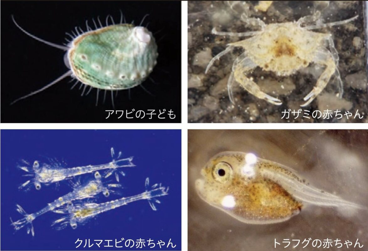 【公式】道の駅 田原めっくんはうす・あかばねロコステーション・伊良湖クリスタルポルト