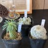 サボテン・多肉植物　３点セット
