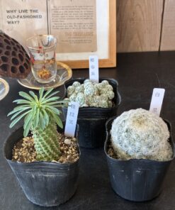 サボテン・多肉植物　３点セット