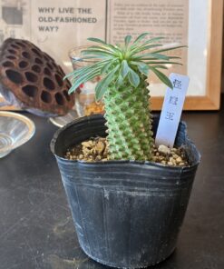 サボテン・多肉植物 3点セット - 画像 (3)