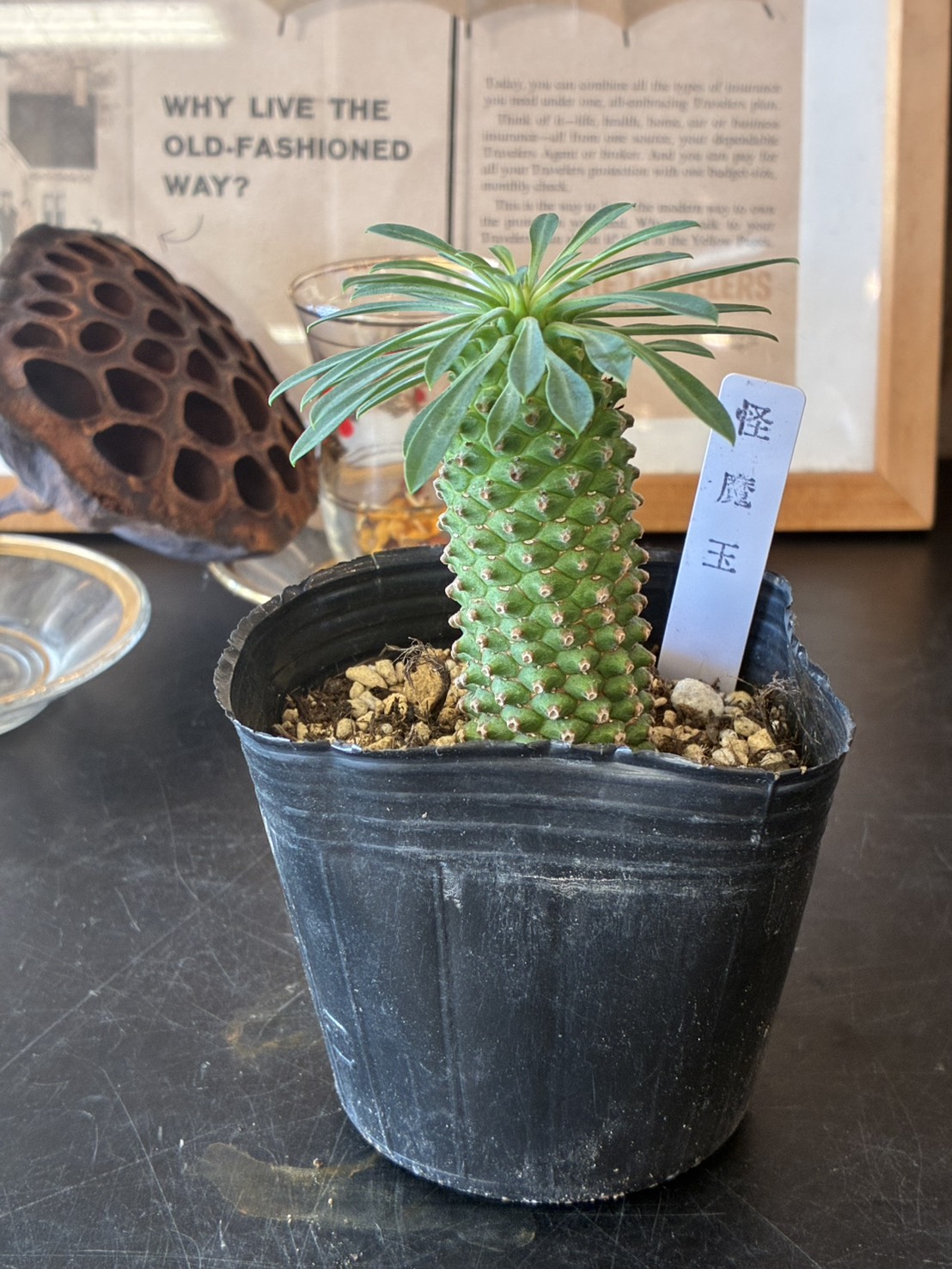 サボテン・多肉植物 3点セット - 画像 (3)