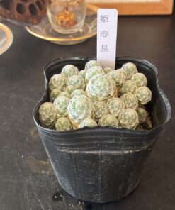 サボテン・多肉植物 3点セット - 画像 (4)