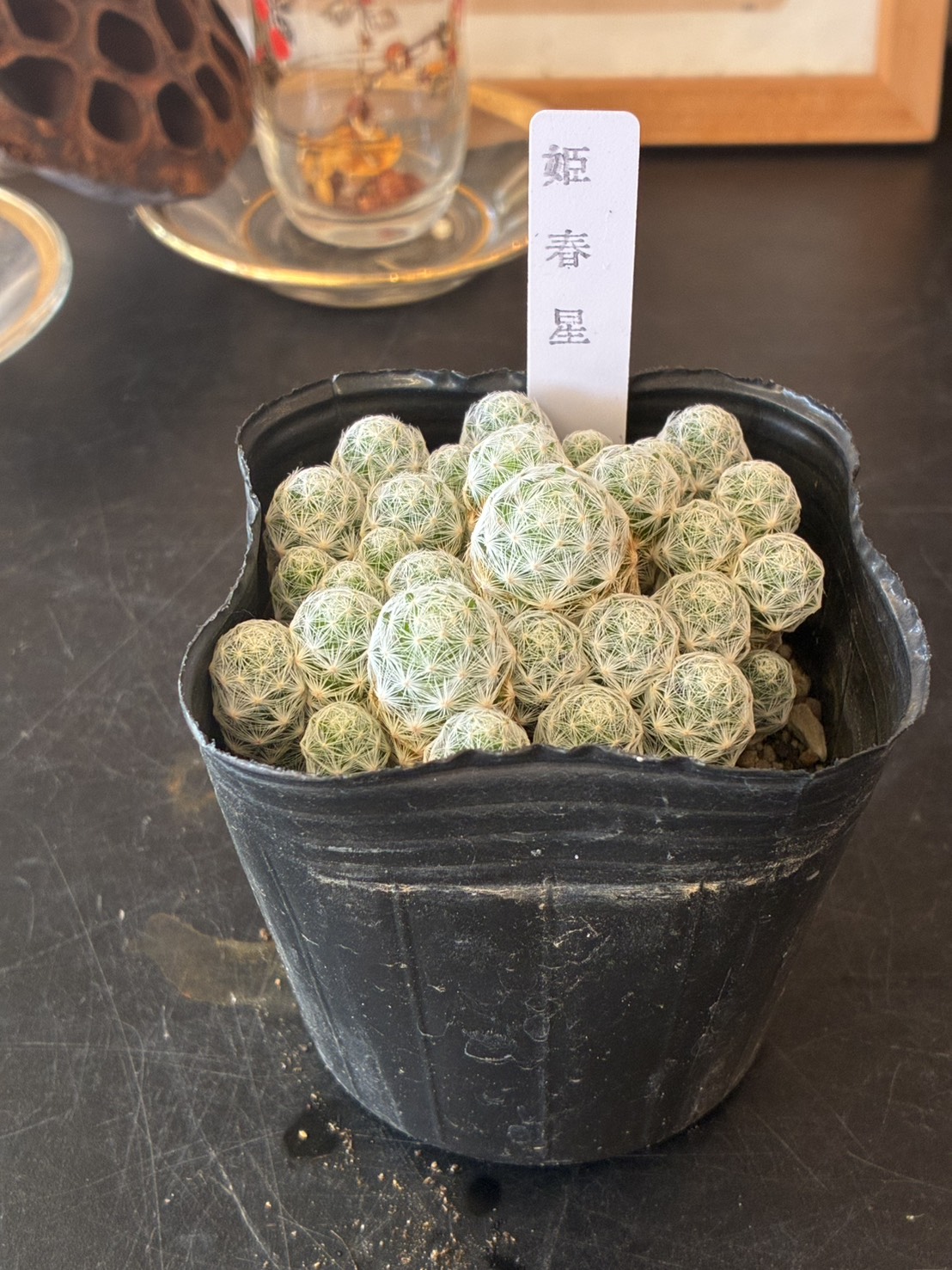 サボテン・多肉植物 3点セット - 画像 (4)