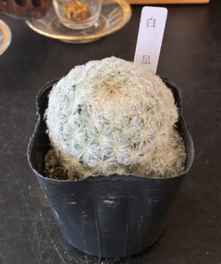 サボテン・多肉植物 3点セット - 画像 (2)