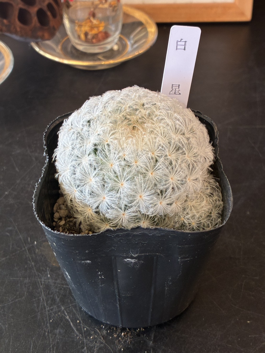 サボテン・多肉植物 3点セット - 画像 (2)